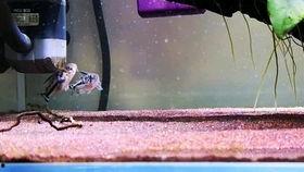 国产黑金刚能繁殖吗视频,视频揭示惊人繁殖秘密