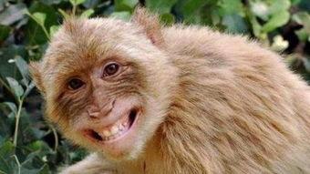 国产小猴子进藏视频大全