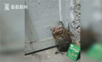 鸟扒花生视频在线观看国产